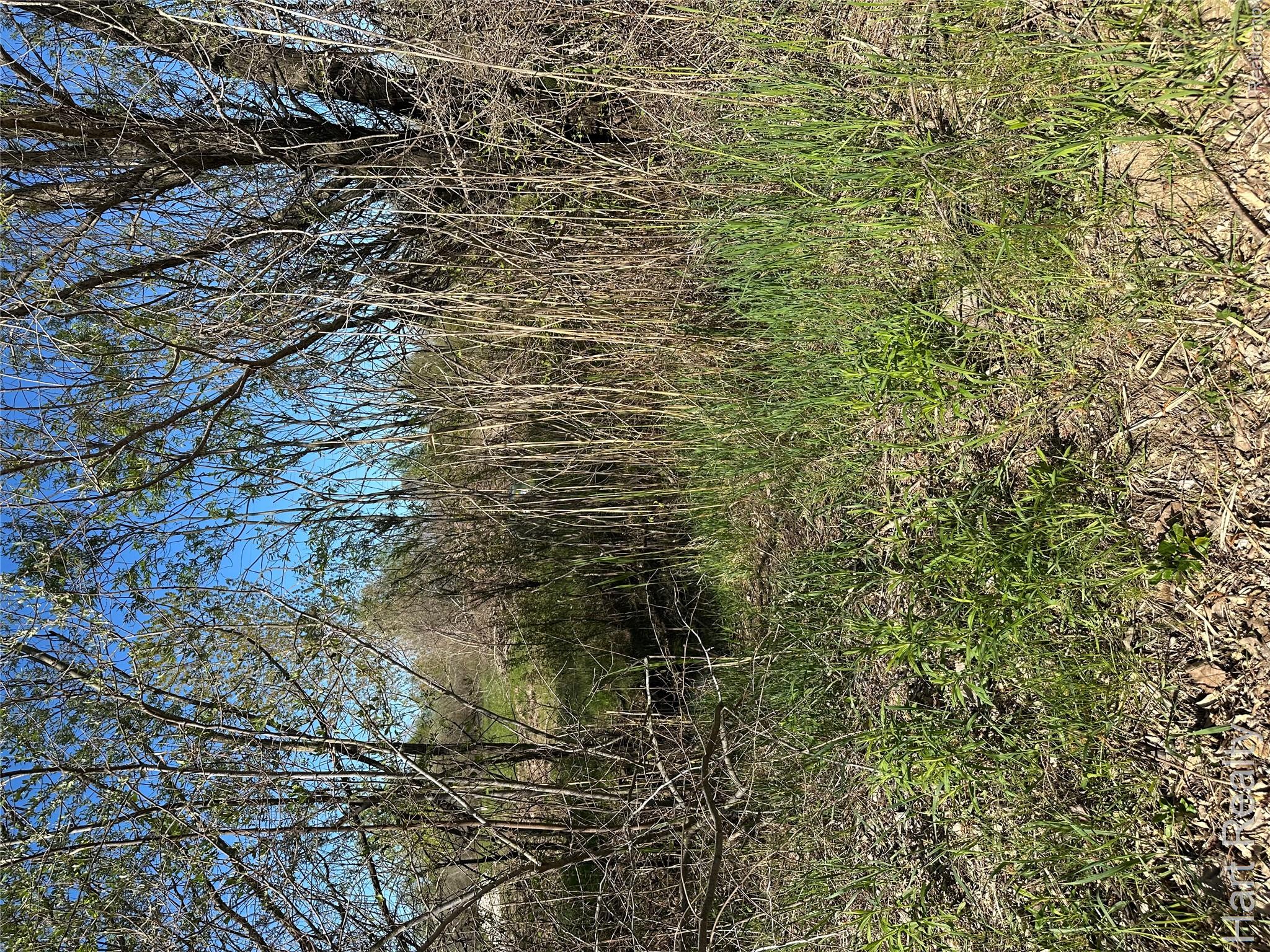 13 Single Tree Circle