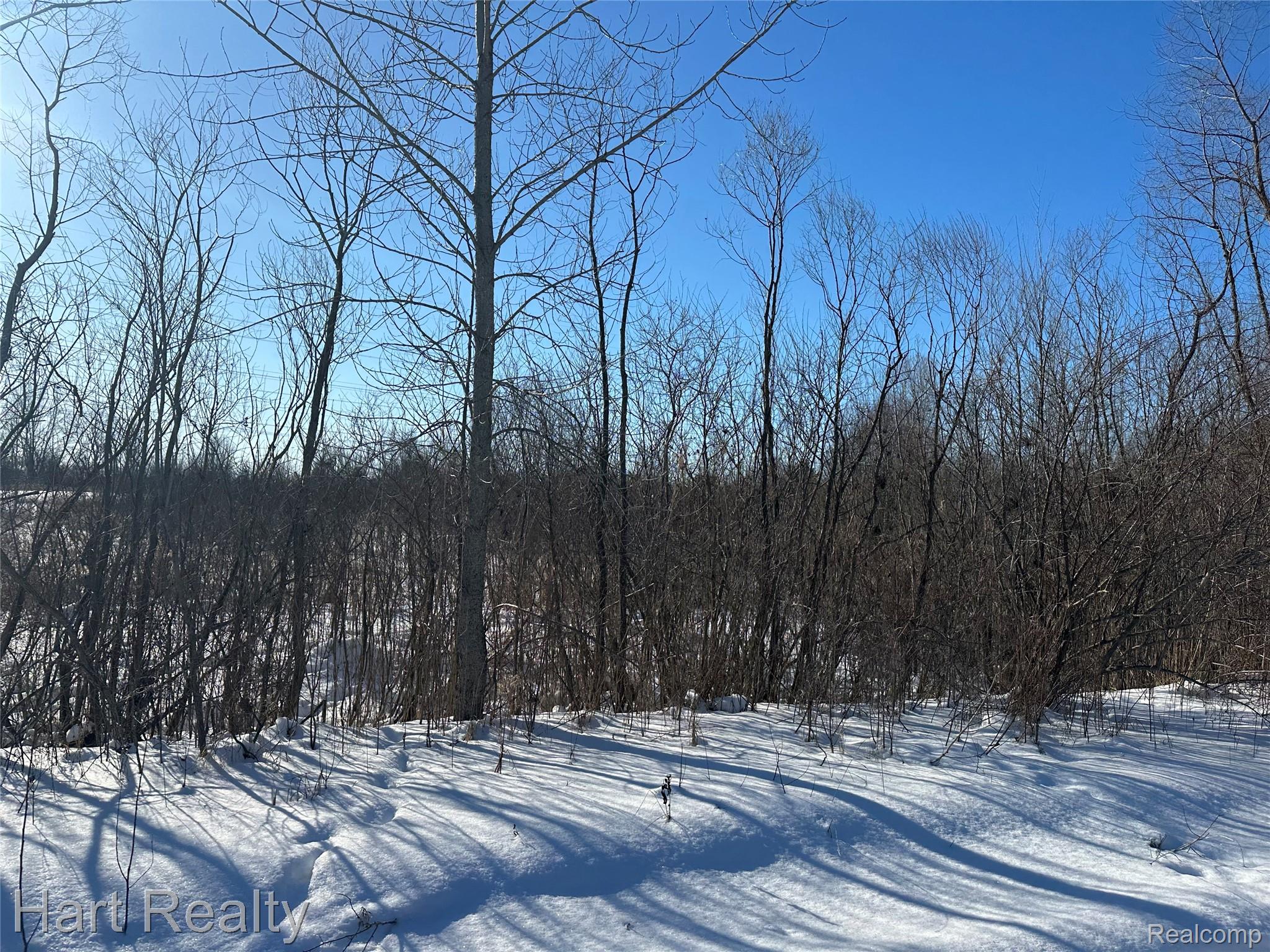 13 Single Tree Circle