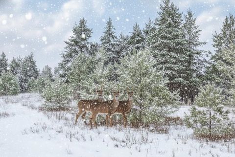 Parcel F N 2 1/2 Road Hanover Township MI 49620