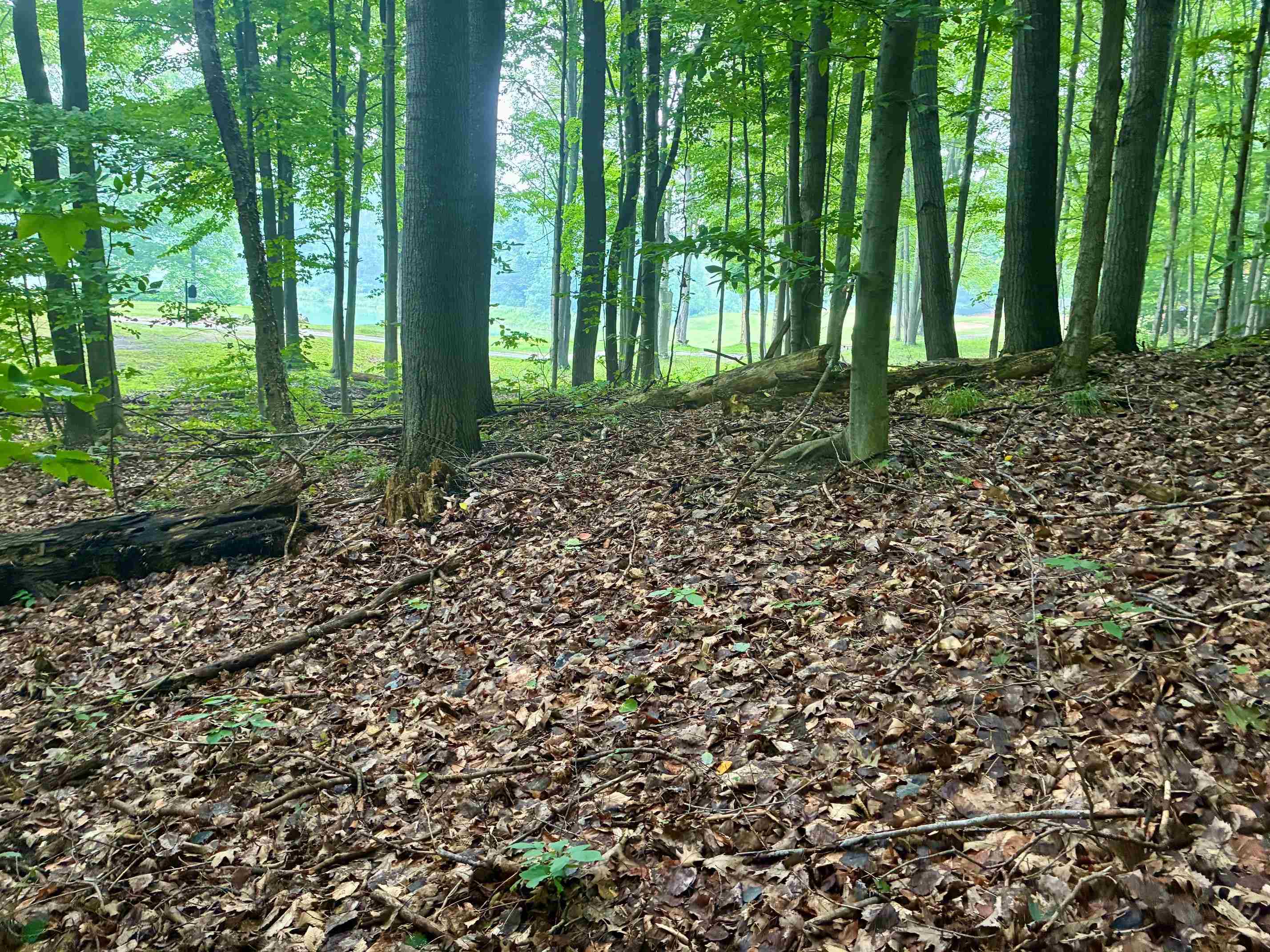 V/L 8 Forest Trail
