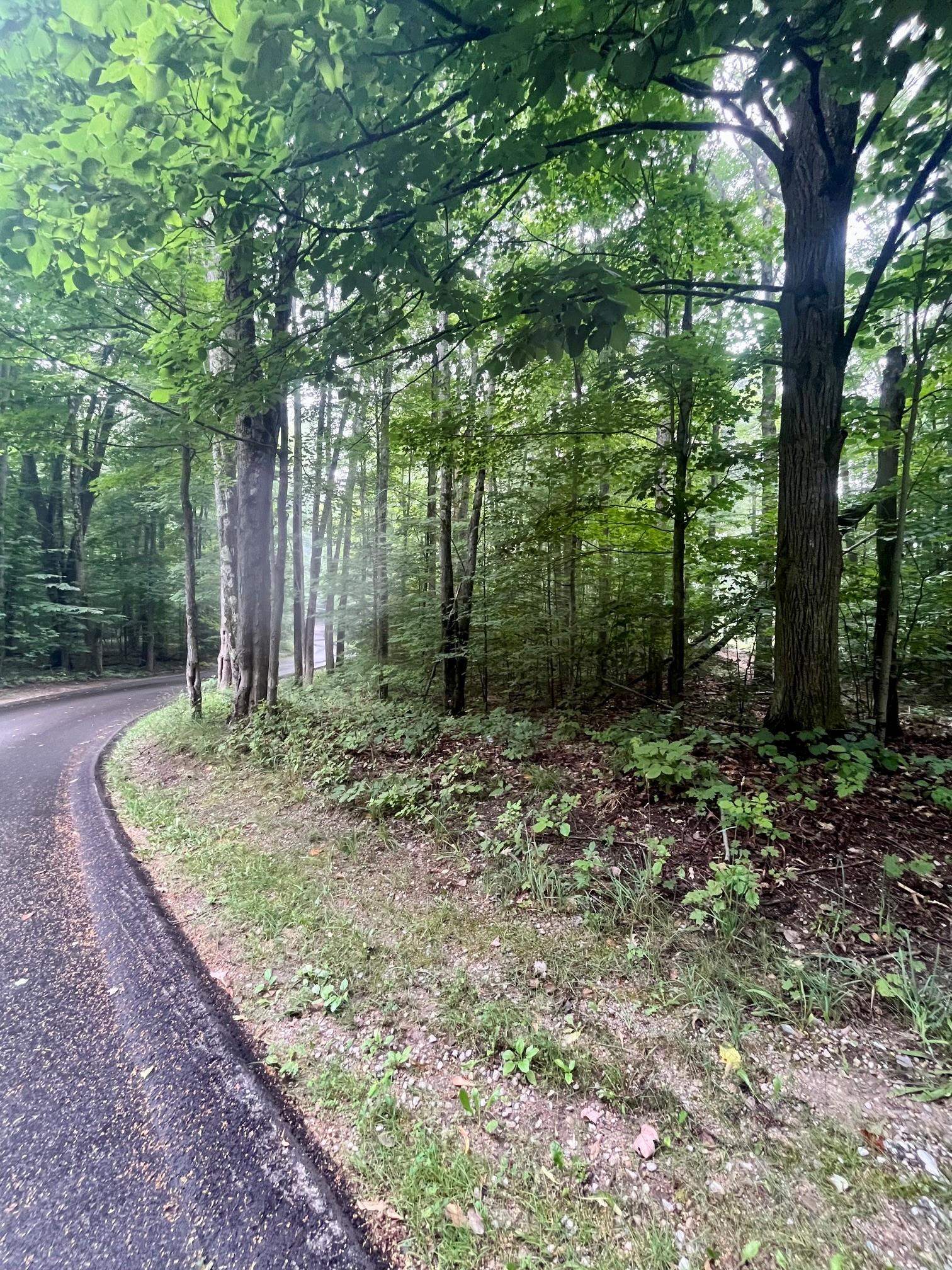 V/L 8 Forest Trail