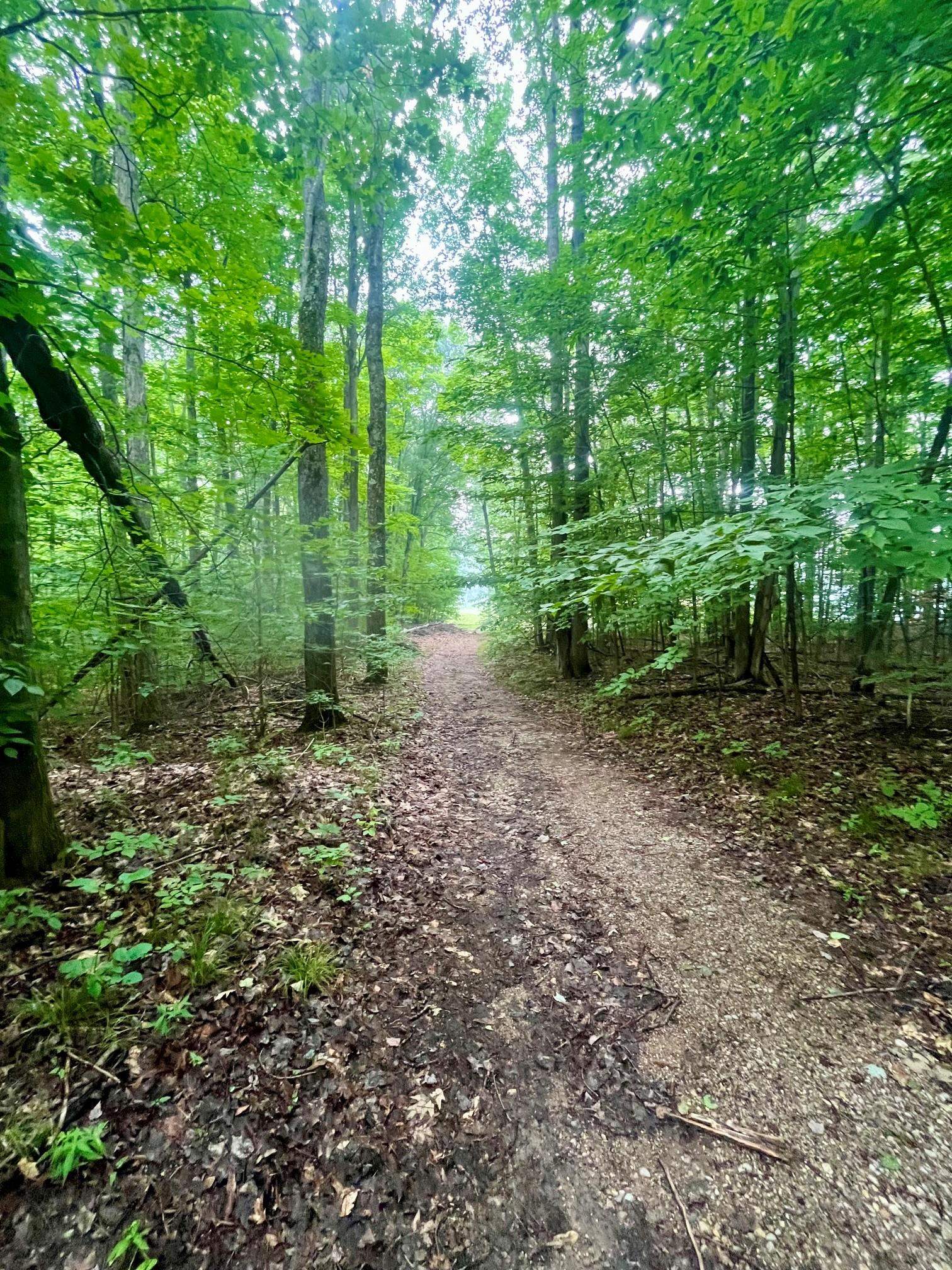 V/L 8 Forest Trail