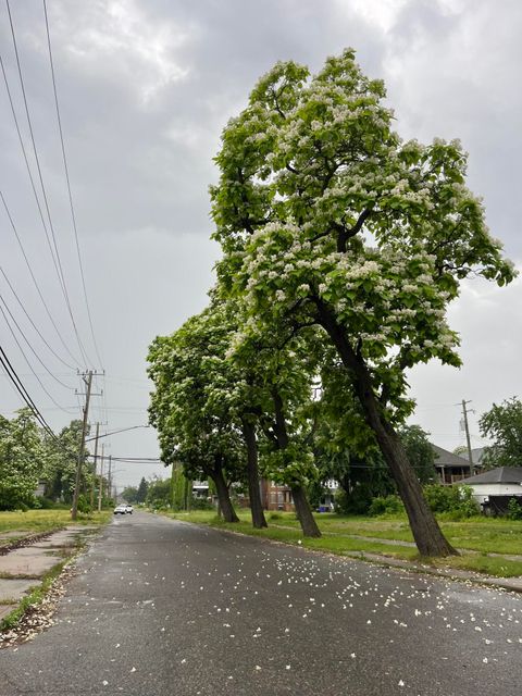 Tiny photo for 2686 Vicksburg Street, Detroit City, MI 48206 (MLS # 81026028818)