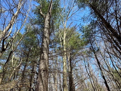 Photo for 2.02 Acres VL - KNIGHTS BRIDGE Road