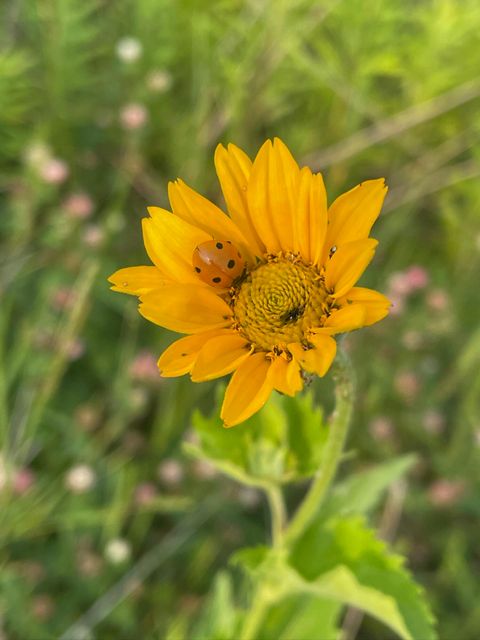 Tiny photo for 8885 Burmeister Road, Bridgewater Township, MI 48176 (MLS # 81025062407)