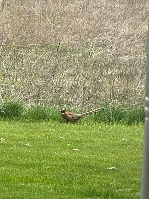 Tiny photo for 8885 Burmeister Road, Bridgewater Township, MI 48176 (MLS # 81025062407)