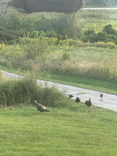 Tiny photo for 8885 Burmeister Road, Bridgewater Township, MI 48176 (MLS # 81025062407)