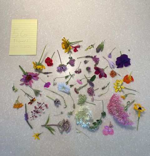 Tiny photo for 8885 Burmeister Road, Bridgewater Township, MI 48176 (MLS # 81025062407)