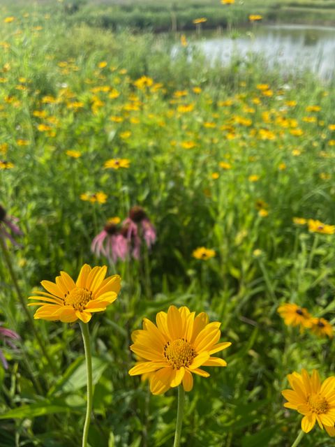 Tiny photo for 8885 Burmeister Road, Bridgewater Township, MI 48176 (MLS # 81025062407)