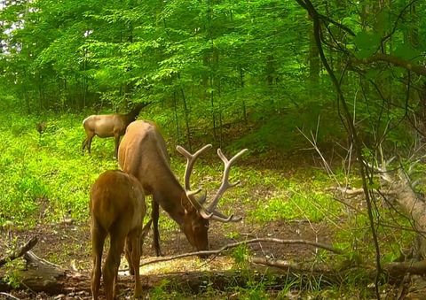 8765 Beckett Charlton Township MI 49751