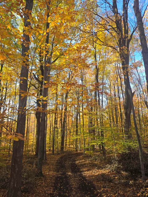 00 Stark Road Chestonia Township MI 49659