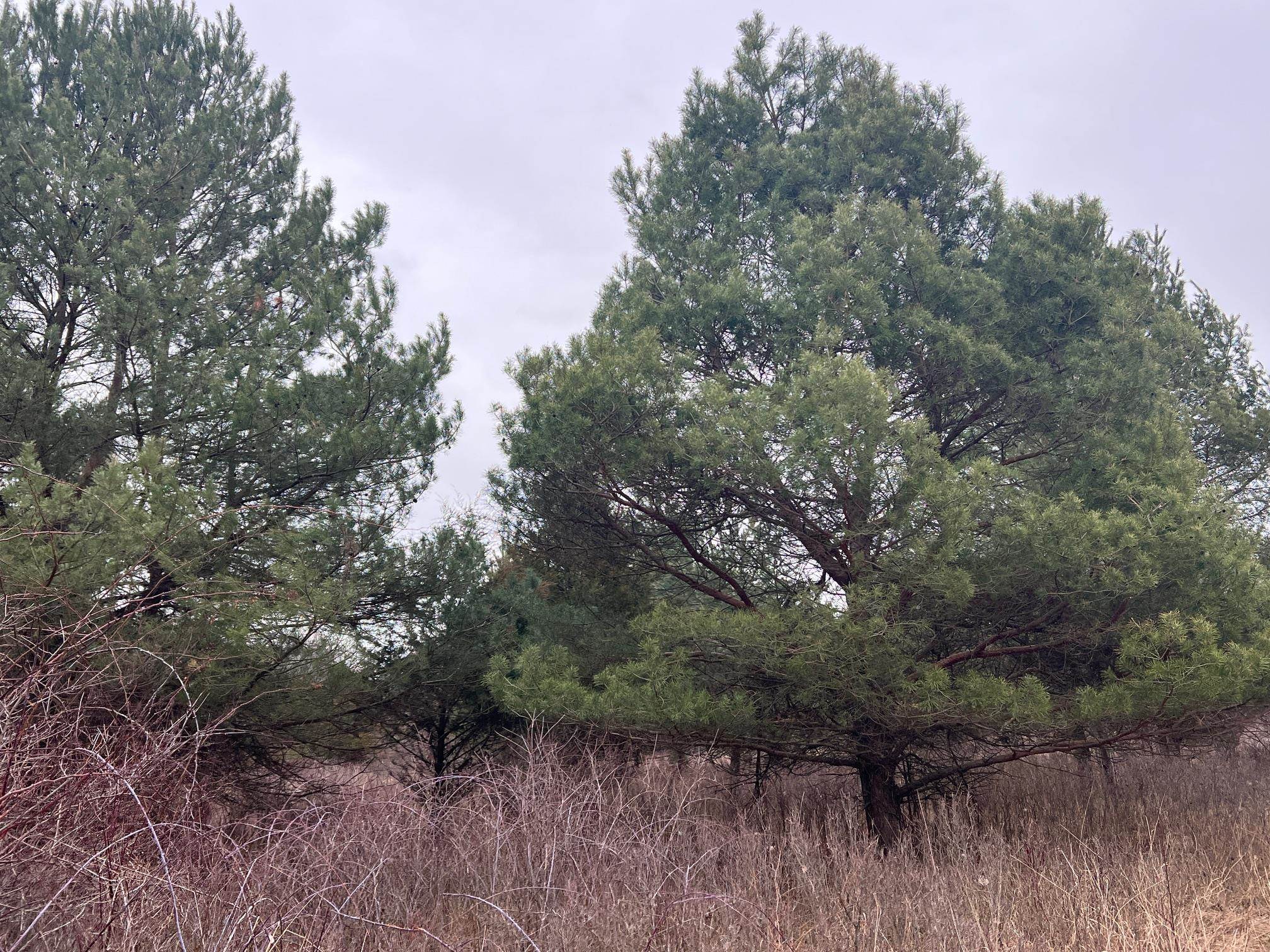 VL Washington Street