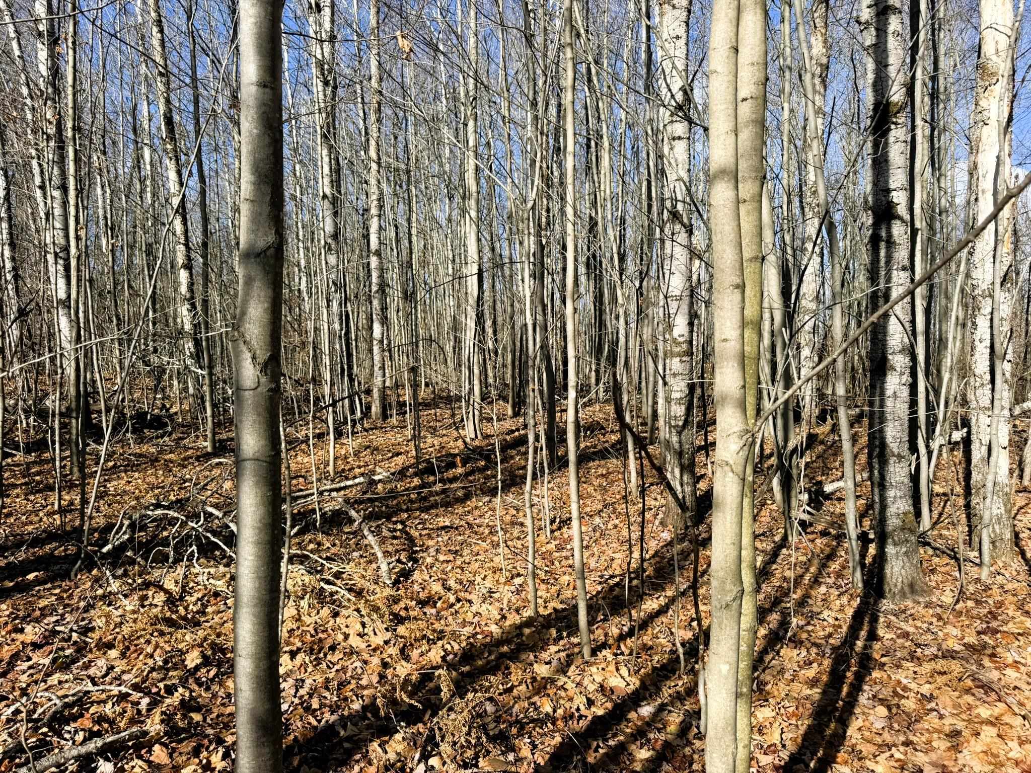 Lot 134 Wilderness Circle