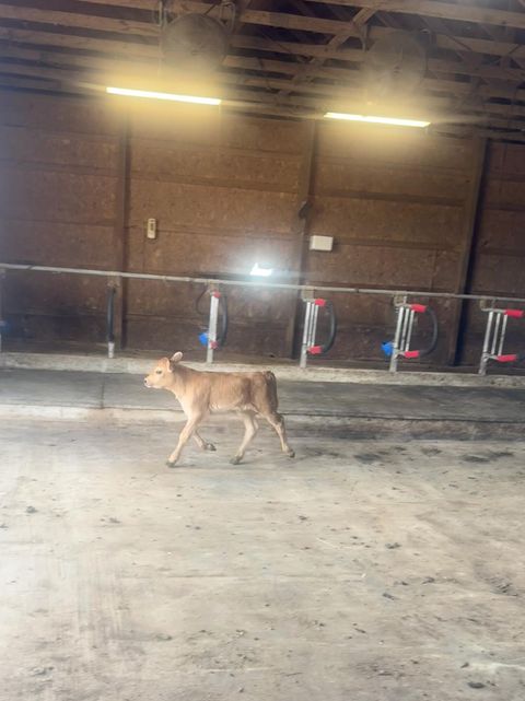 Tiny photo for 10989 Scio Church Road, Freedom Township, MI 48118 (MLS # 81026008921)