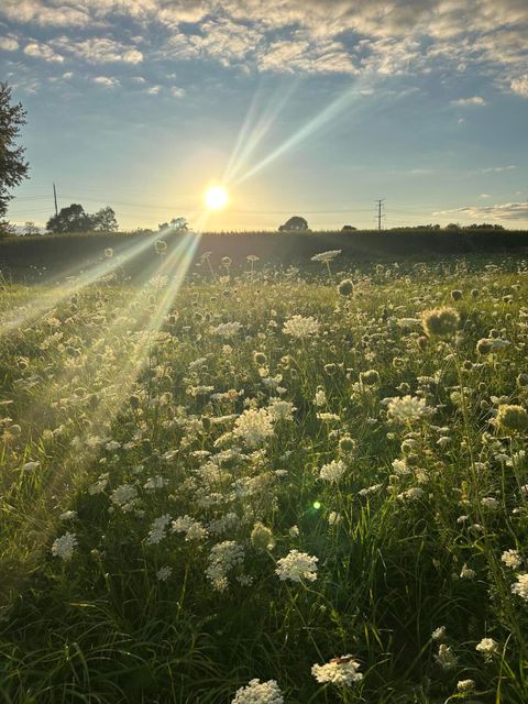 Tiny photo for 10989 Scio Church Road, Freedom Township, MI 48118 (MLS # 81026008921)