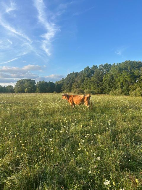 Tiny photo for 10989 Scio Church Road, Freedom Township, MI 48118 (MLS # 81026008921)