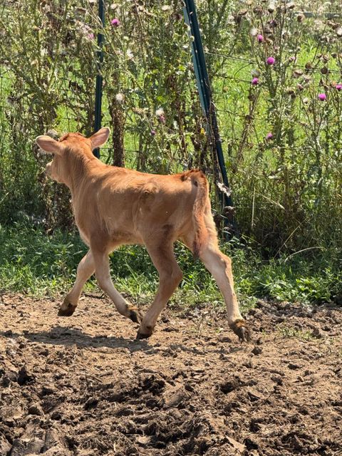 Tiny photo for 10989 Scio Church Road, Freedom Township, MI 48118 (MLS # 81026008921)