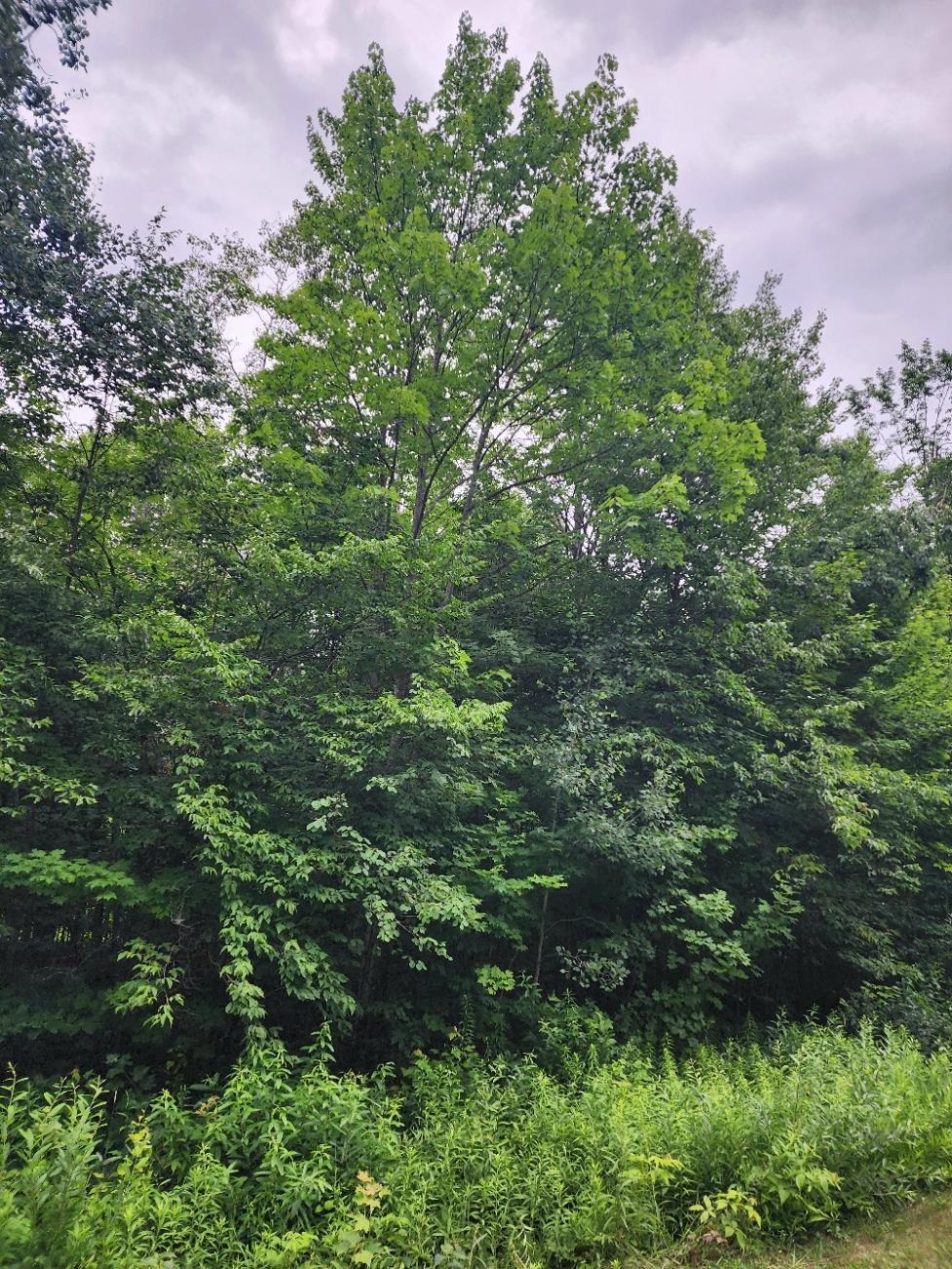 5165 Snowridge Trail