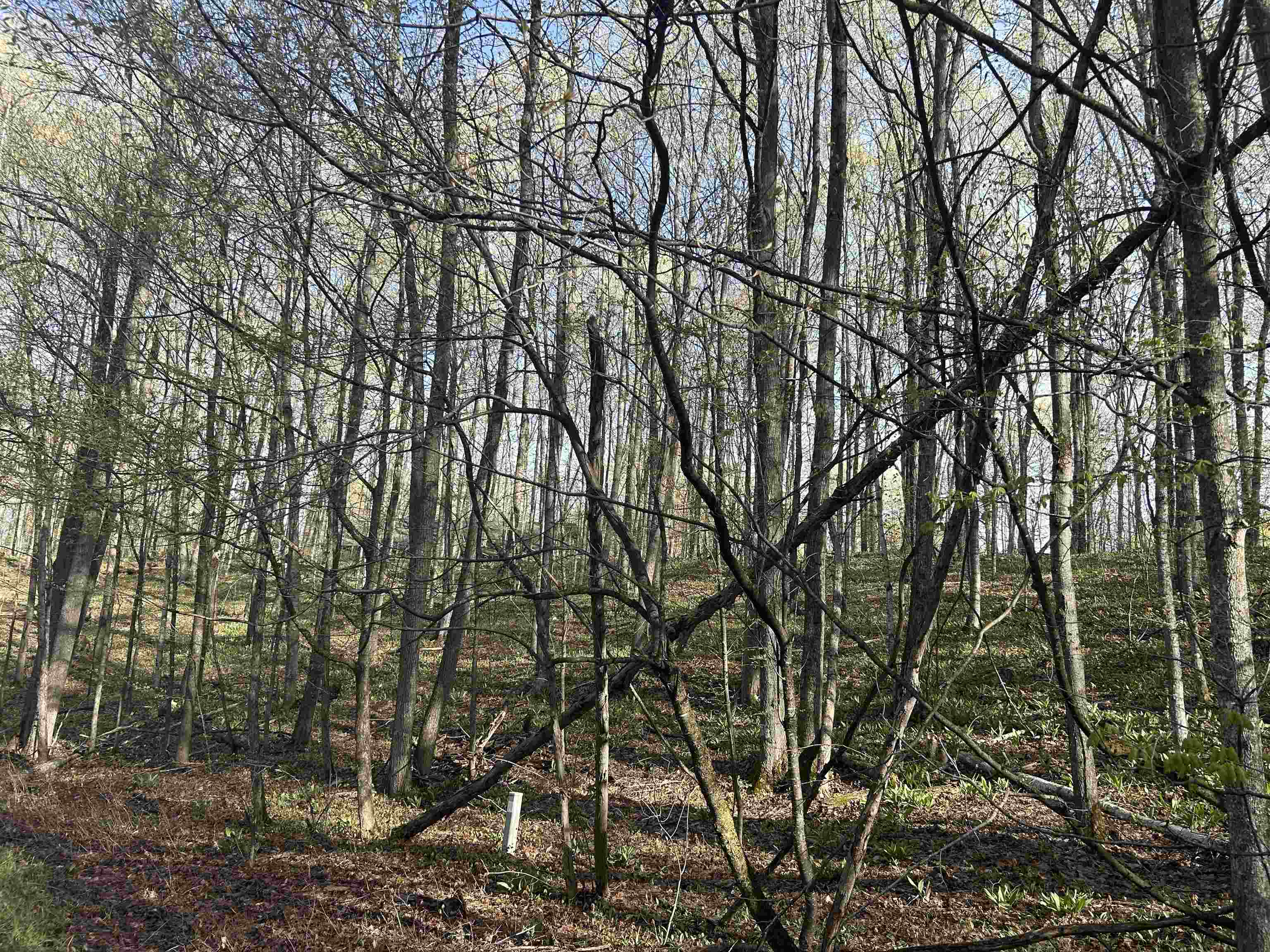 Lot 29 Off Heideldorf Drive
