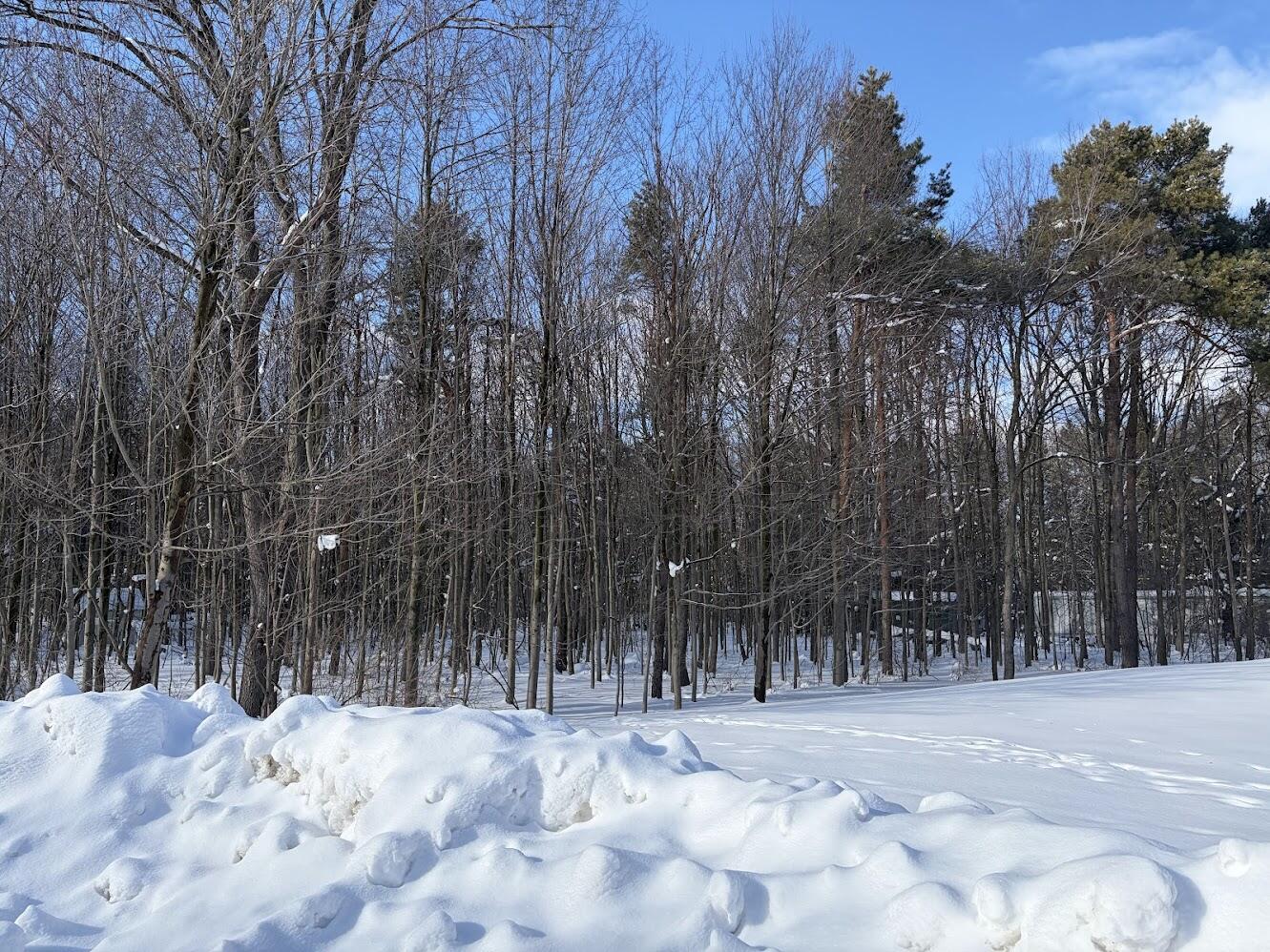 6919 Pinestead Court