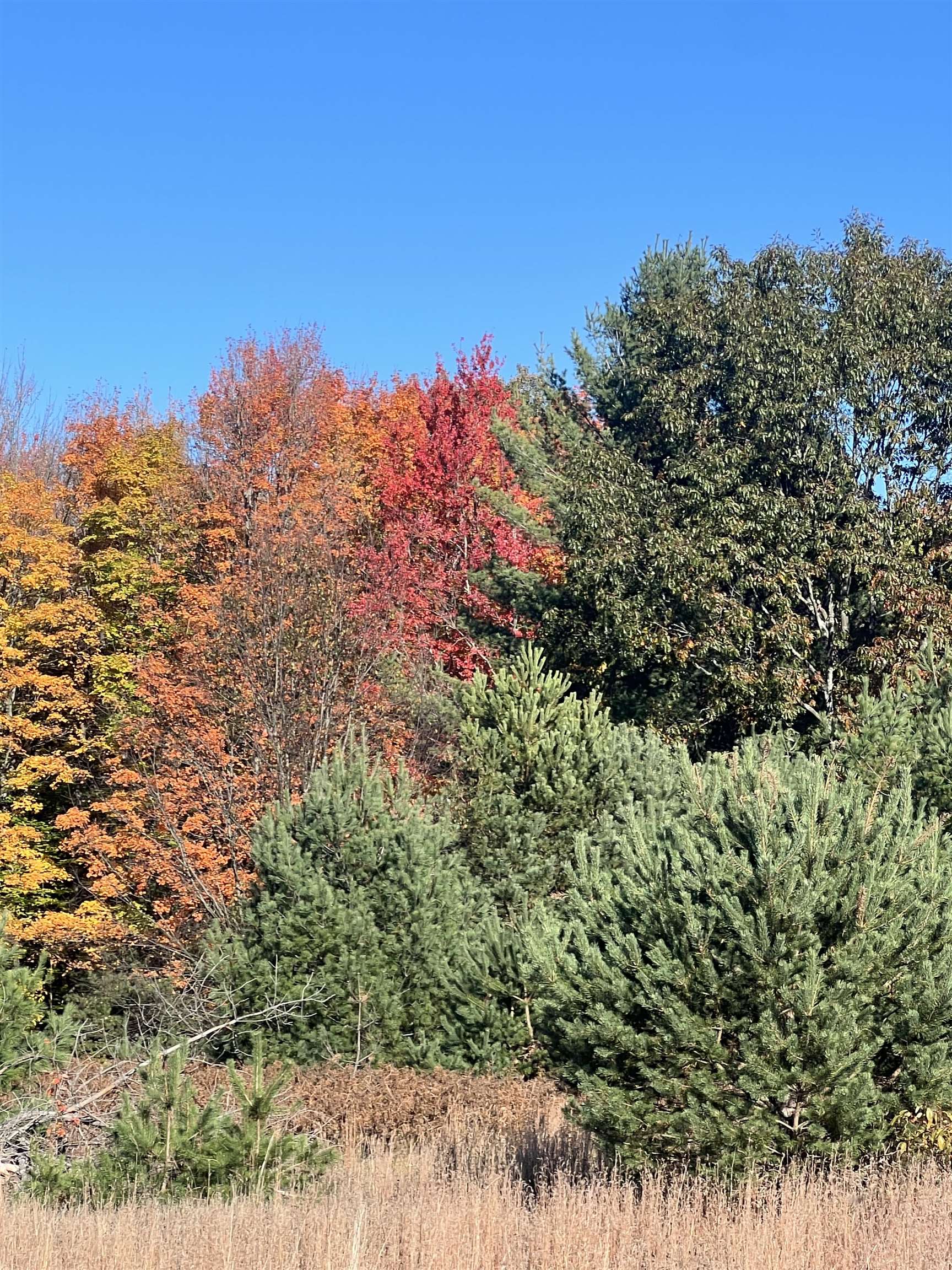 247 Blue Heron Drive