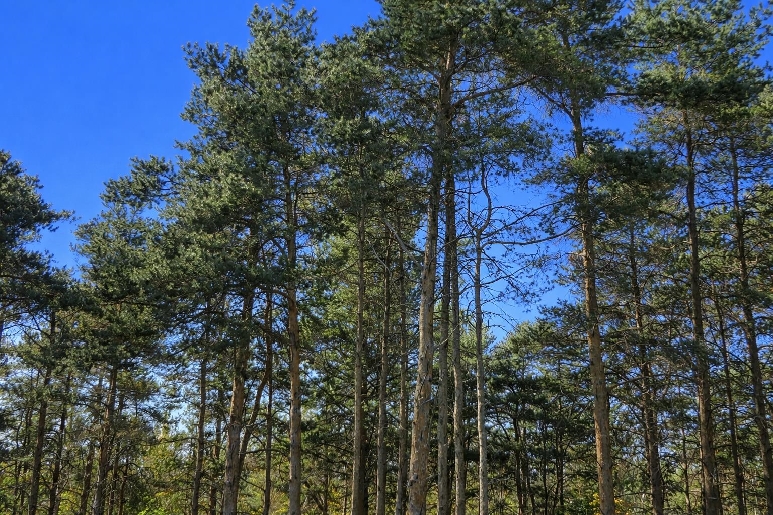 8877 Cedar Creek Drive