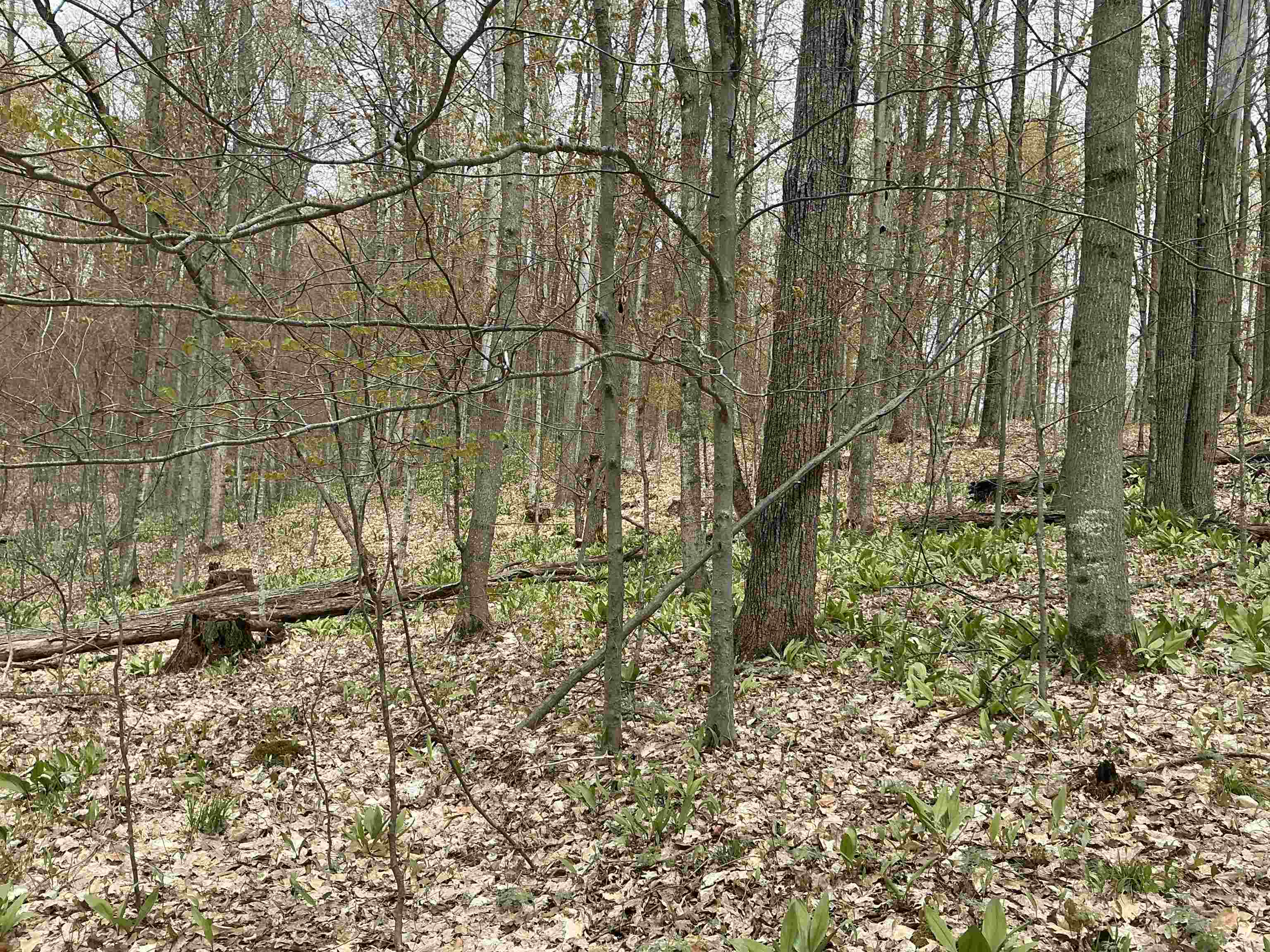 20 Acres Zimmerman Road