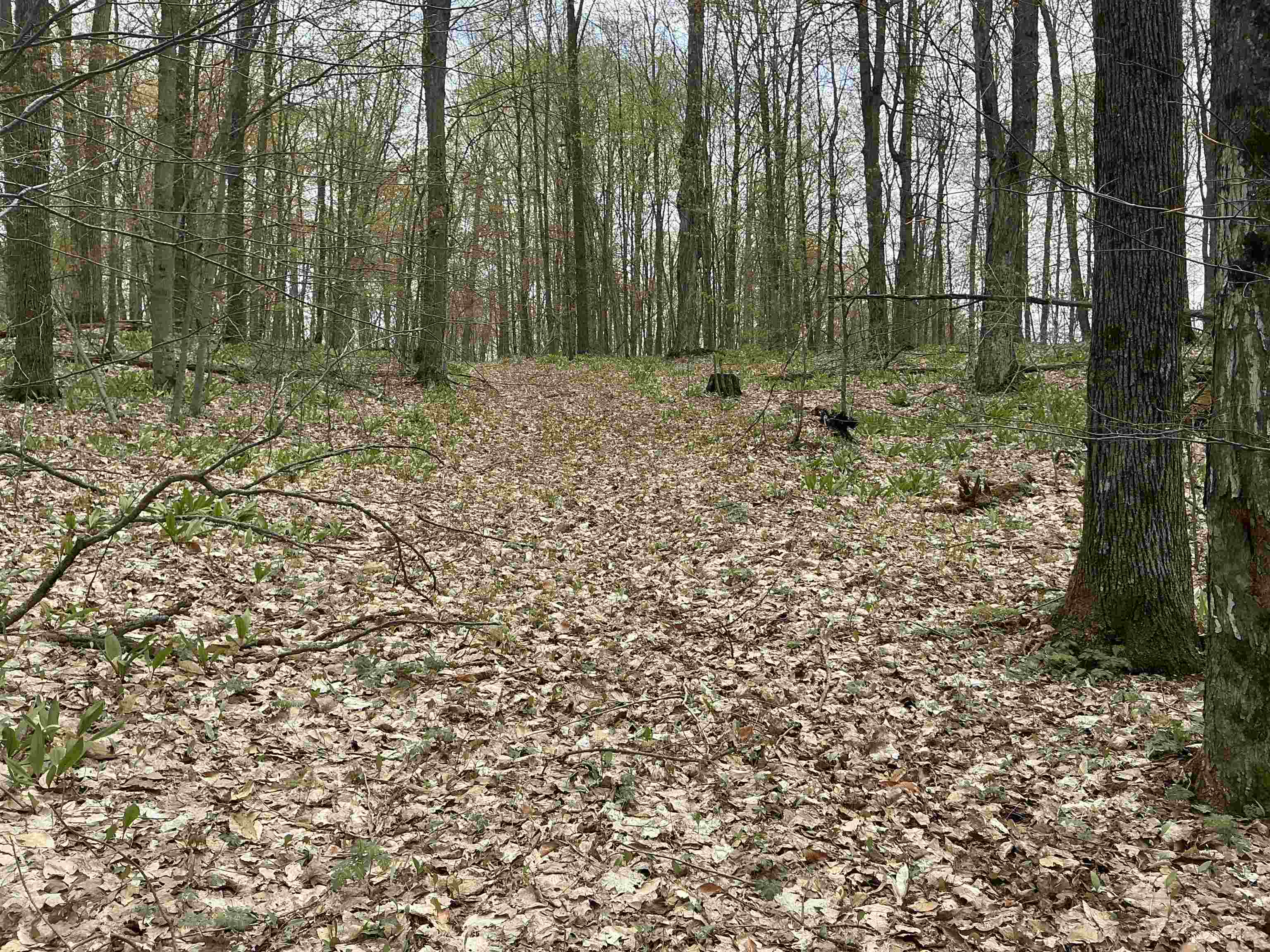 20 Acres Zimmerman Road
