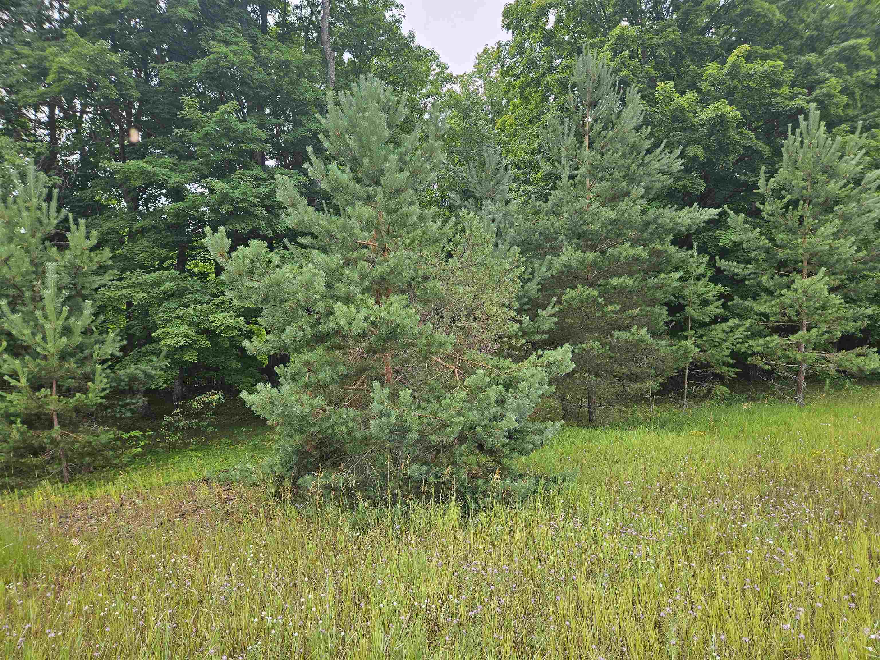 0000 V/L "D" Grass Lake Road