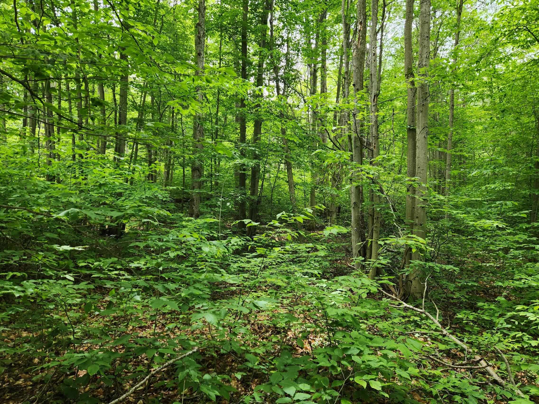 10 Acres Blue Lake Road, Ne