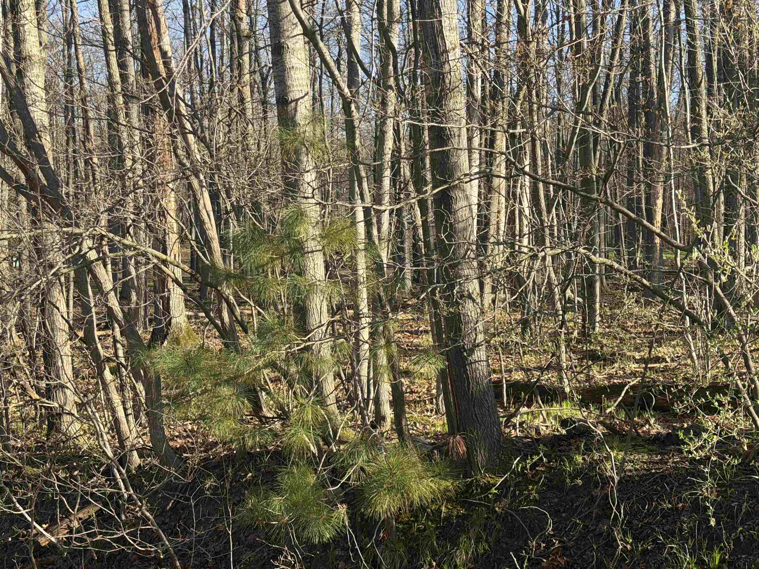 Lot 40 Squirrel Run