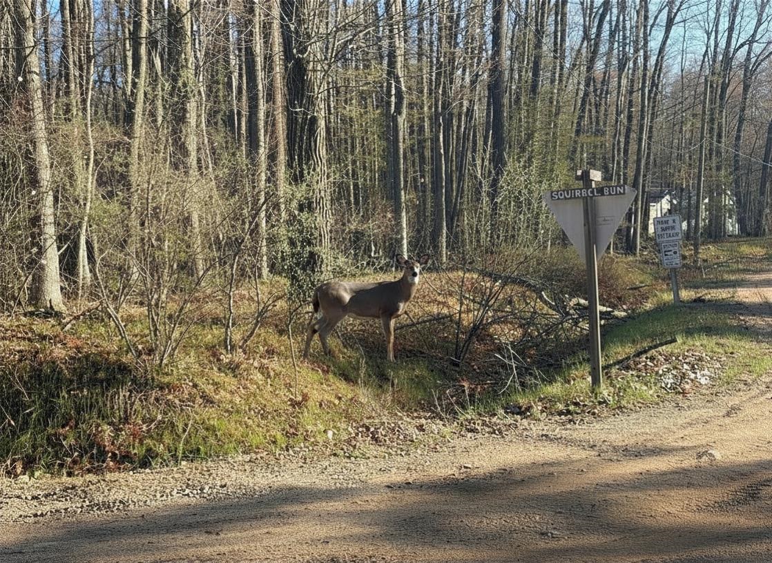 Lot 40 Squirrel Run