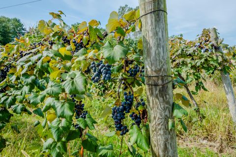  Baroda Village MI 49101