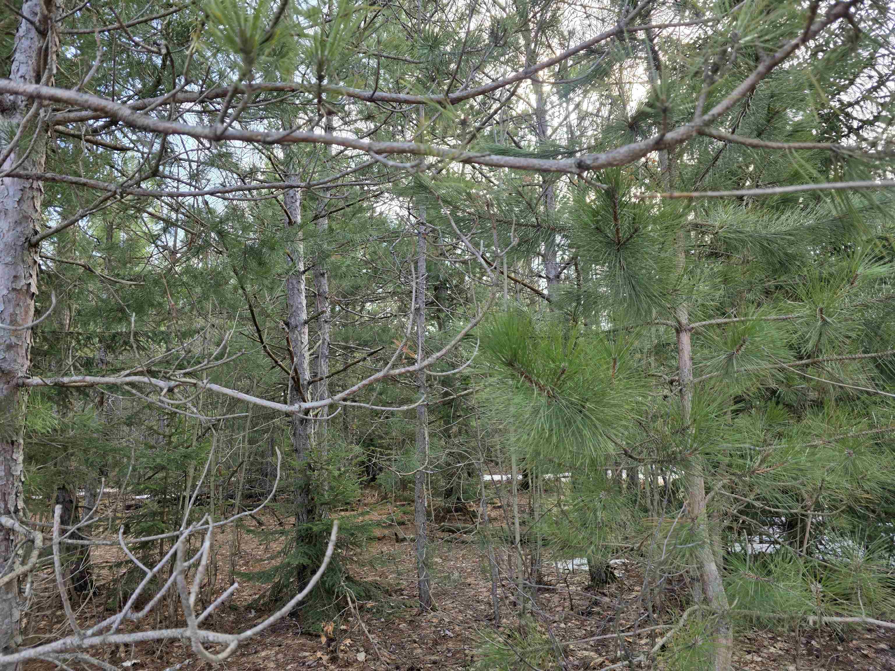 0001 Cedar River Road