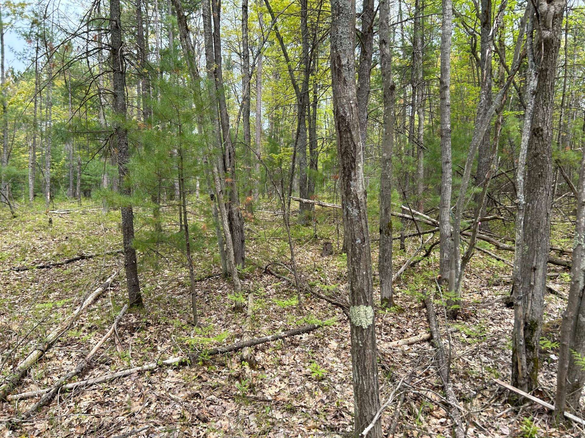 TBD Muncie View Trail