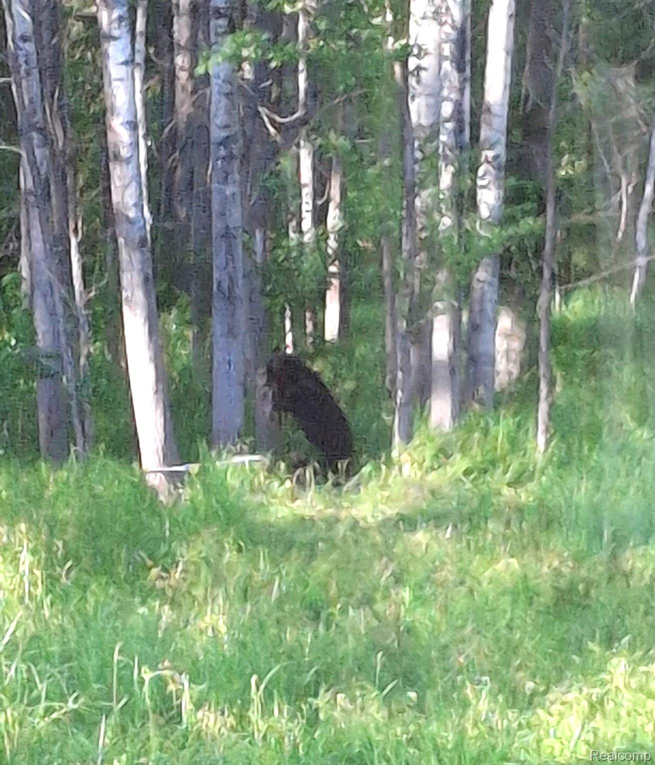 Hulbert Township, Michigan 49748, United States, ,Land,Active,162085