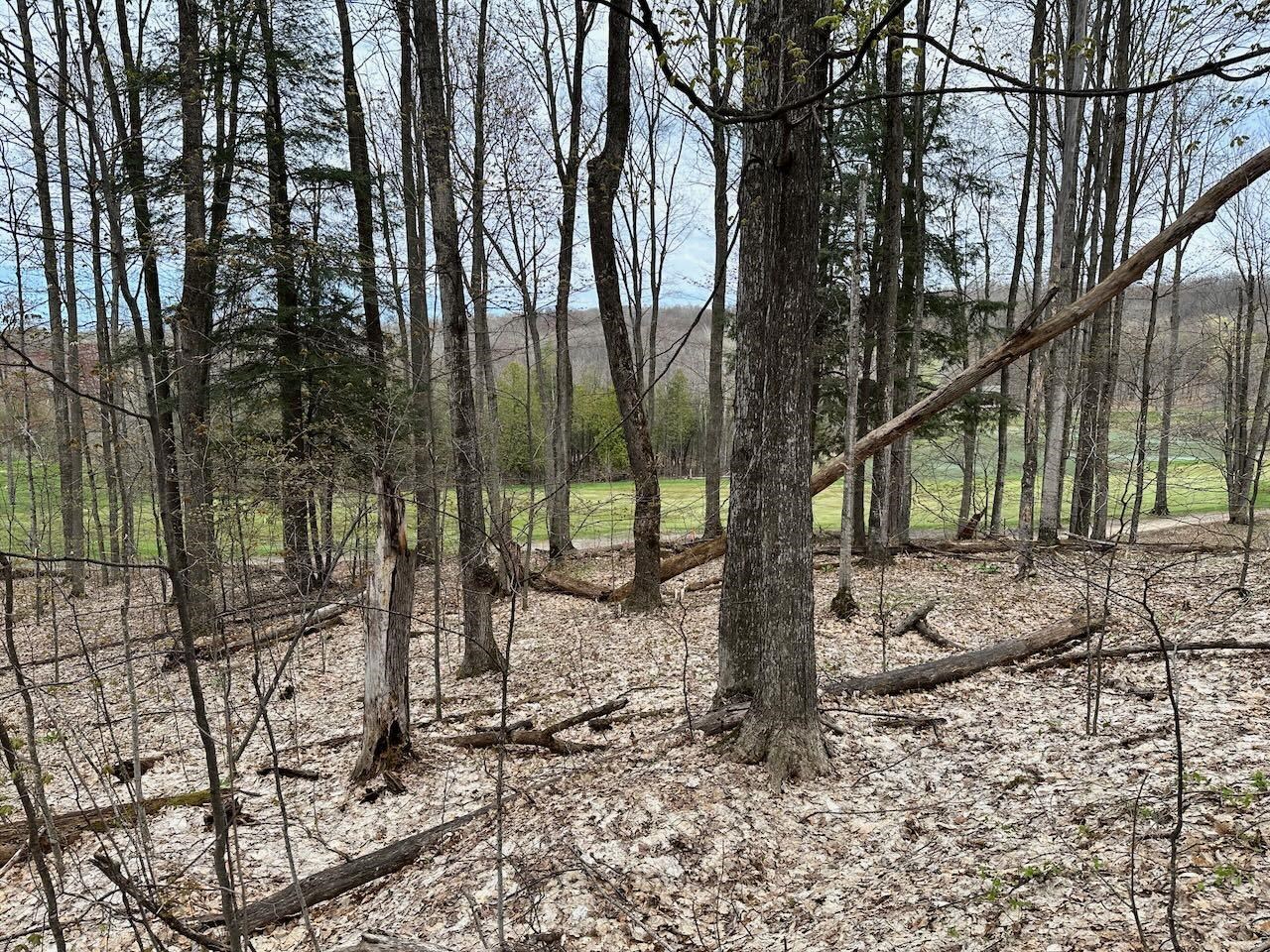 Unit 19 Forest Trail