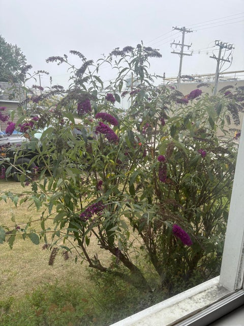 Tiny photo for 404 W Court Street, Ludington City, MI 49431 (MLS # 67026045999)