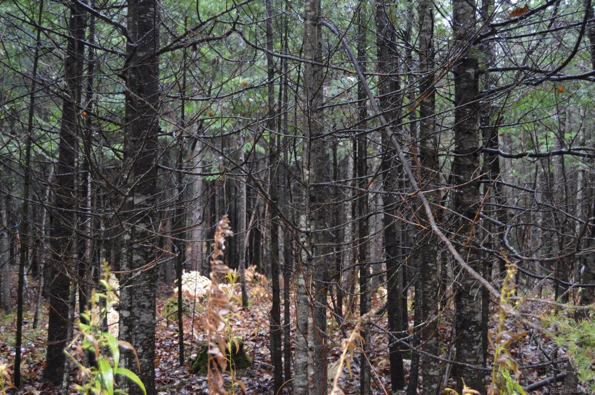 w15598 Hiawatha Trail