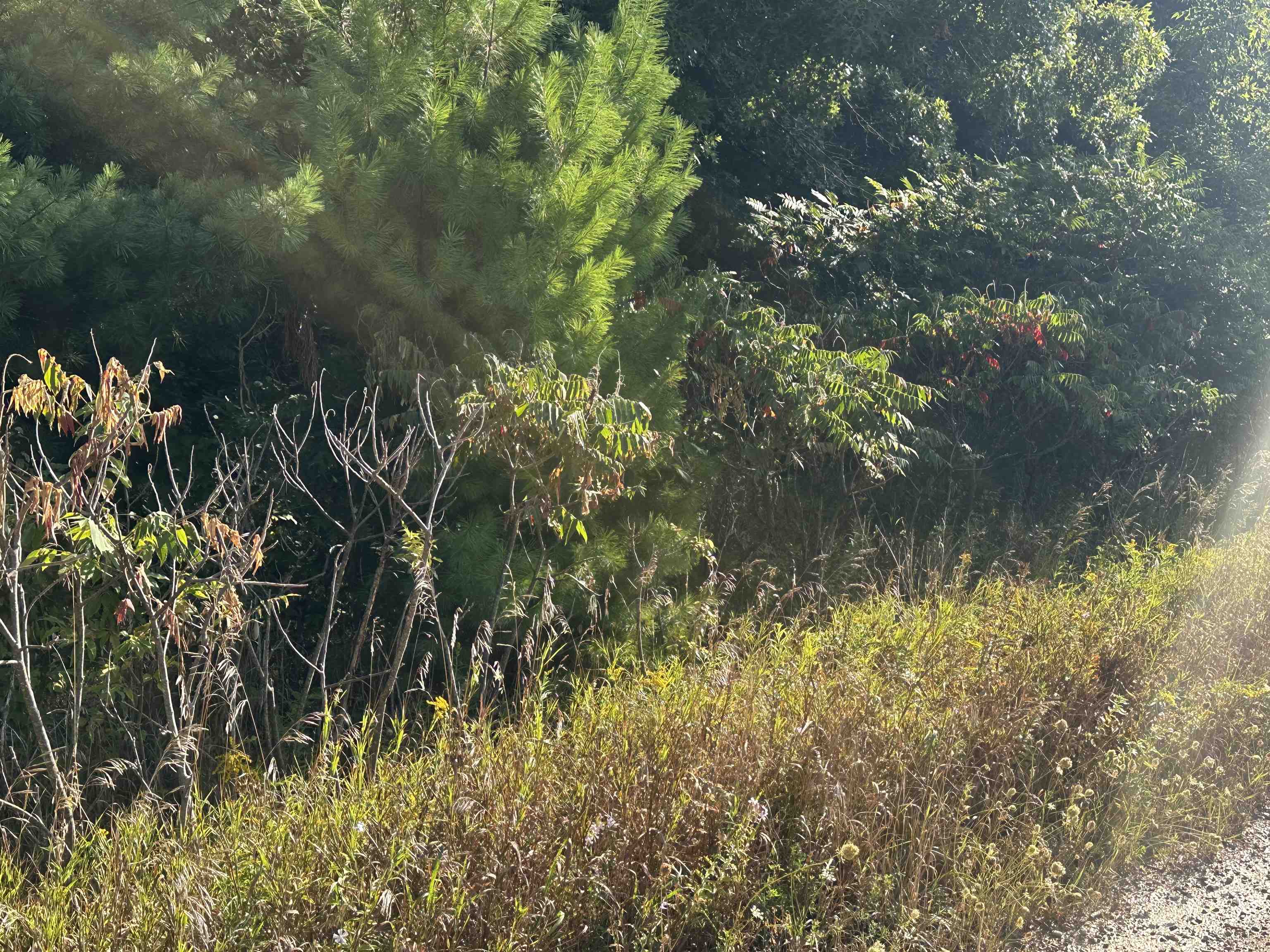 Lots 26-30 Willow Street