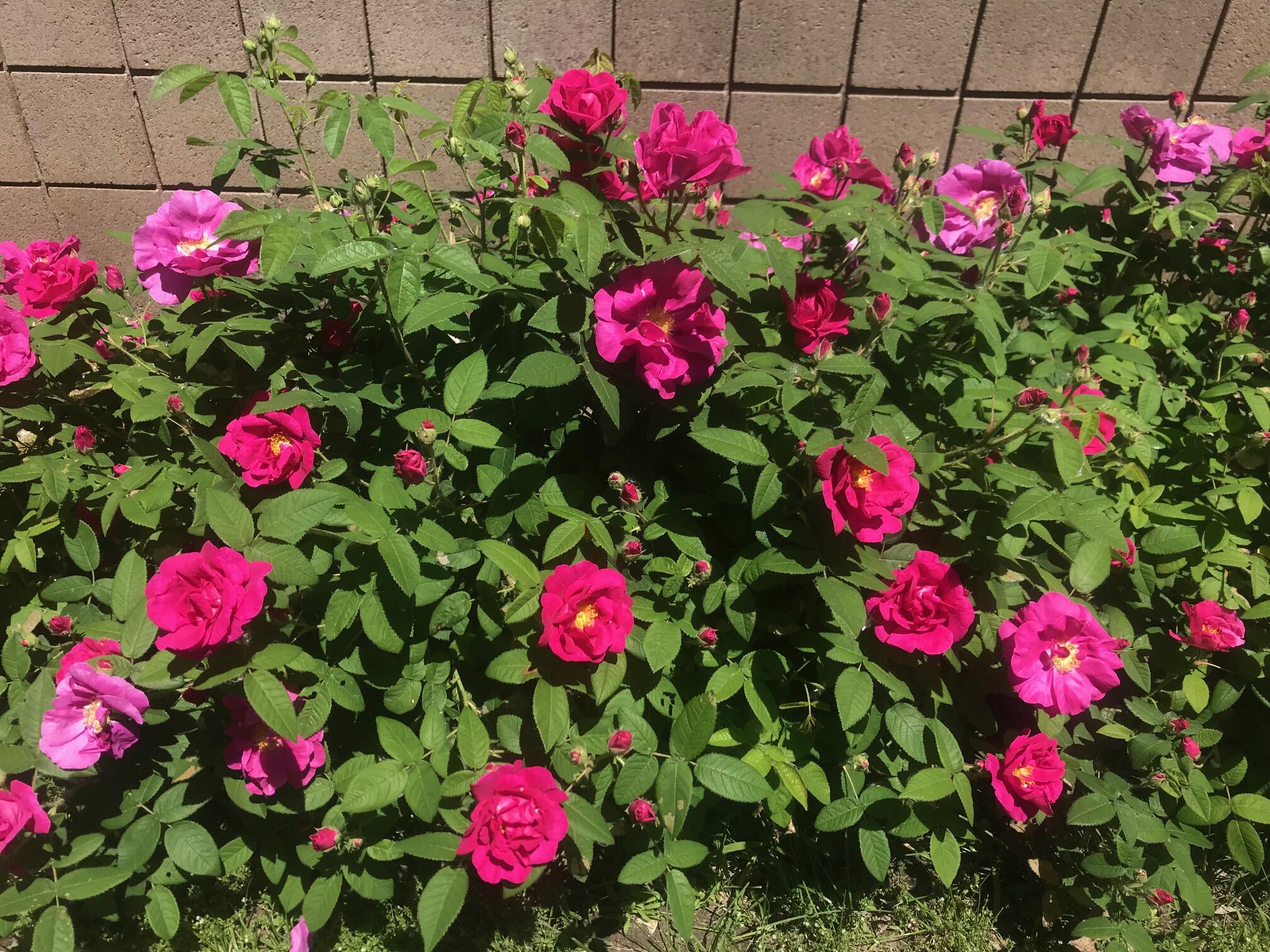 Cohoes, New York 12047, United States, ,Commercial,Active,212895