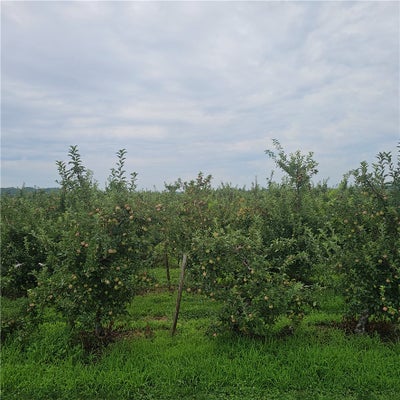 3100 DENSMORE RD, ALBION, NY 14411 - Image 49d42eb5bd07455fdaed12c2c2ad2bbe/3879656356