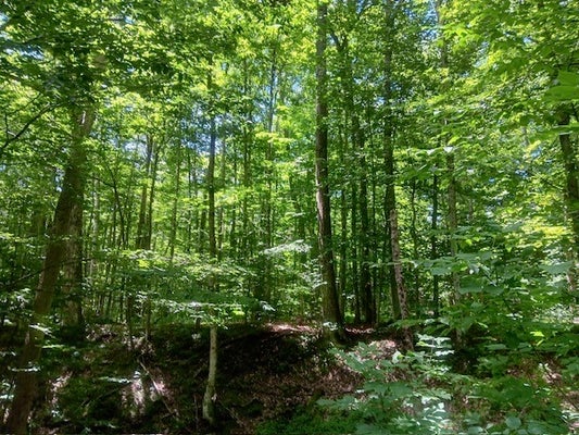 357 NORTON RD, SCHENEVUS, NY 12155 - Image f2d8d748efc75b3e6ca70916b4563b45/1402720367