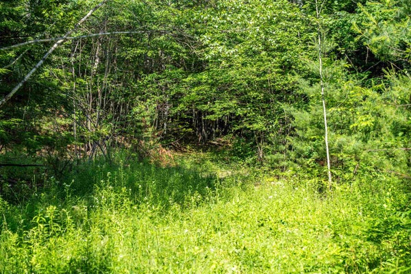 4 REEDY RD, MOULTONBOROUGH, NH 03254 - Image 82c29a341cfa8a2a7929a6a14ef930fb/1773711204
