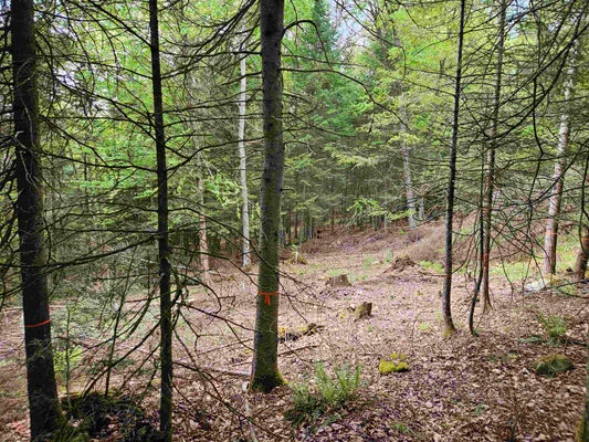 35 LANGWAY RD, LYMAN, NH 03585 - Image b4ff85100e971e5b1b550b66acd34eff/3154991188