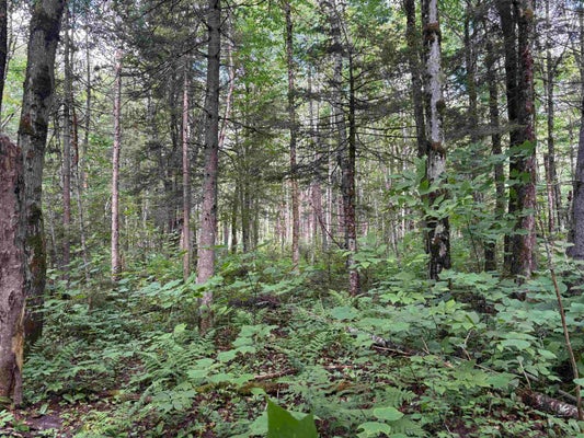 NEWARK RD, ISLAND POND, VT 05846 - Image bbcaef364aca0e5f830185fff52c5e33/586639013