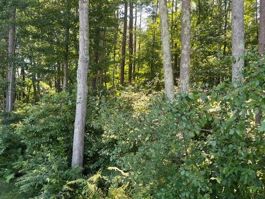 33 COBURN RD, WINDHAM, NH 03087 - Image d50870da9eeb170d9e3fa725609da2e5/800959122