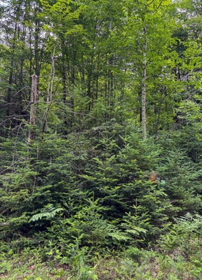131 CENTER POND RD, WEST BURKE, VT 05871 - Image d640abf792e28ea3df48a9538923cbec/304106117