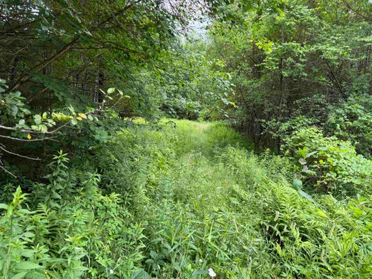 90 STONE HILL RD, RUMNEY, NH 03266 - Image ddbd26247c2b4e6db5b2755a888831a3/2345880211