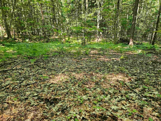 234 OLD CHESHIRE TPKE, WALPOLE, NH 03608 - Image eae784da05012d444331f93e4fcb2565/2273728598